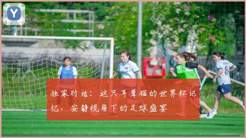 独家对话:这只耳聋猫的世界杯记忆,安静视角下的足球盛宴